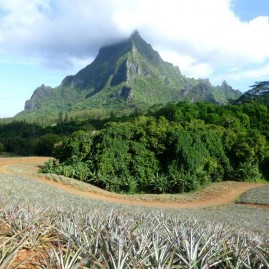 Confiture artisanale moorea 350g ananas vanille tahiti