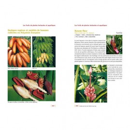 Guide des fruits de tahiti et ses iles nouvelle edition