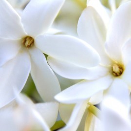 Coffret bougie monoi parfumee aux fleurs de tiare tahiti 180g