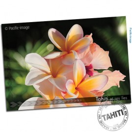 Carte postale fleurs de frangipanier tahiti cp359