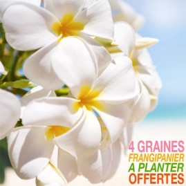 4 graines offertes de frangipanier tahiti *cliquez ici*