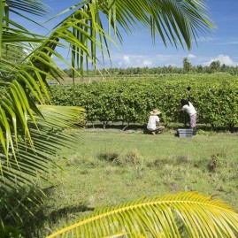 Clos du recif vin blanc de tahiti 75cl 2019