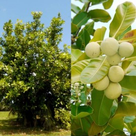 Huile vierge de tamanu tahiti tevi raiatea 1 litre