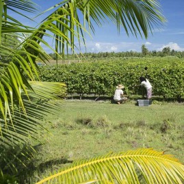 Blanc de corail vin blanc de tahiti 75cl 2019