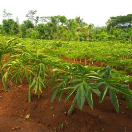 Eponge vegetale visage en konjac bio karawan + aloe vera