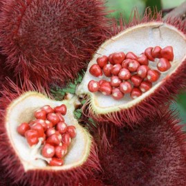 Urucum 80 cachets guayapi eveil de la peau