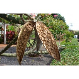 4 graines offertes de frangipanier tahiti *cliquez ici*