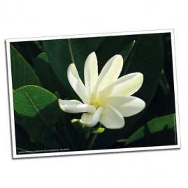 1 Carte postale fleurs de...