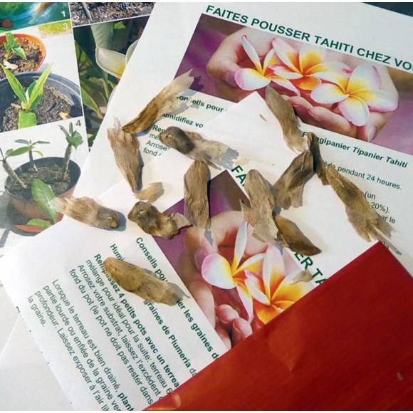Comment Obtenir Des Graines De Frangipanier : Petites Astuces Qui Vous Garantissent Le Succes
