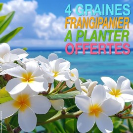 Cadeau Graines de...