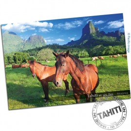 Carte Postale Chevaux...