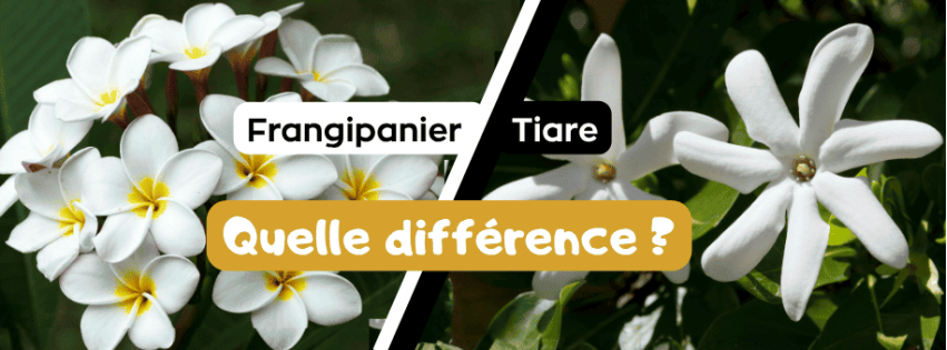 QUELLE EST LA VRAIE FLEUR DE MONOÏ ?