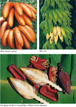 Guide Fruits