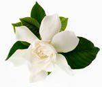 Gardenia Tahiti