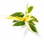 Ylang Ylang