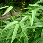 Crajiru
